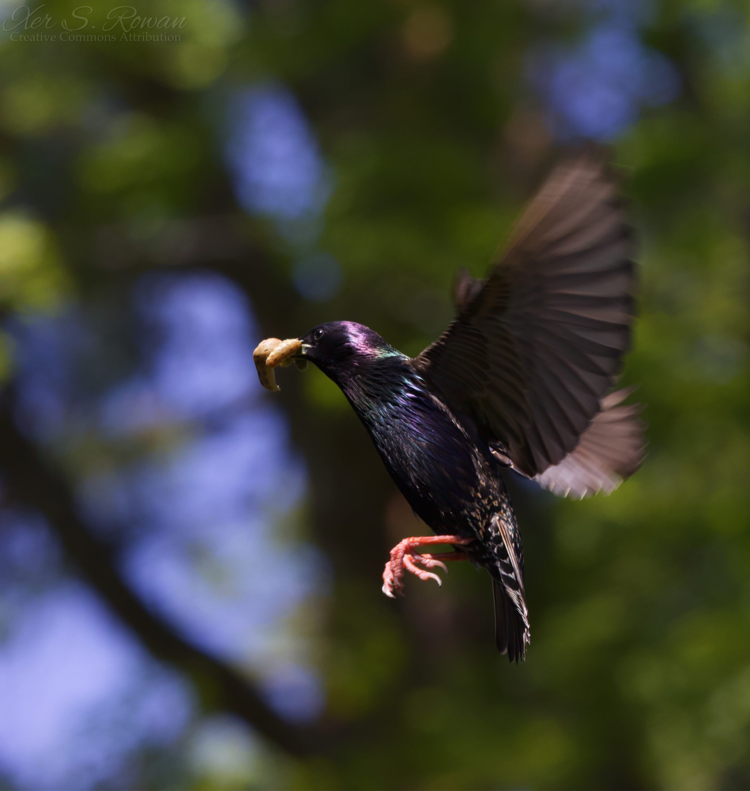 starling in flight with a caterpillar in its beak